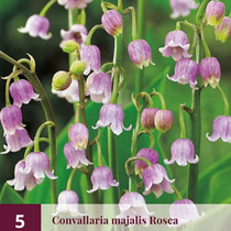 Convallaria Majalis Rosea - 5 Planten