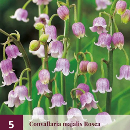 Convallaria Majalis Rosea - 5 Pflanzen - Lelietjes Der Dalen - Vaste Planten Kopen?