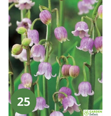 Convallaria Majalis Rosea - 5 Pflanzen - Lelietjes Der Dalen - Vaste Planten Kopen?