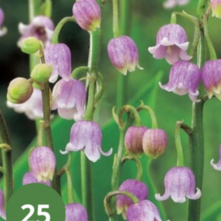 Convallaria Majalis Rosea - 5 Plants - Lelietjes Der Dalen - Vaste Planten Kopen?