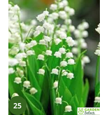 Convallaria Majalis - 15 Planten - Lelietje Der Dalen Wit - Vaste Planten Kopen?