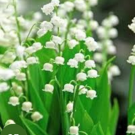 Convallaria Majalis - 15 Planten - Lelietje Der Dalen Wit - Vaste Planten Kopen?