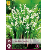 Convallaria Majalis - 15 Planten - Lelietje Der Dalen Wit - Vaste Planten Kopen?