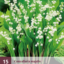 Convallaria majalis - 15 plants