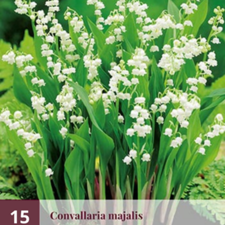 Convallaria Majalis - 15 Planten - Lelietje Der Dalen Wit - Vaste Planten Kopen?