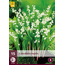 Convallaria Majalis - 15 Plants - Lily of the Valley White - Buy Perennials?