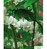 Broken Heart - White - 5 Plants - Dicentra Spectabilis Alba - Buy Perennial Plants?
