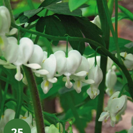 Broken Heart - White - 5 Plants - Dicentra Spectabilis Alba - Buy Perennial Plants?