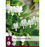Broken Heart - White - 5 Plants - Dicentra Spectabilis Alba - Buy Perennial Plants?