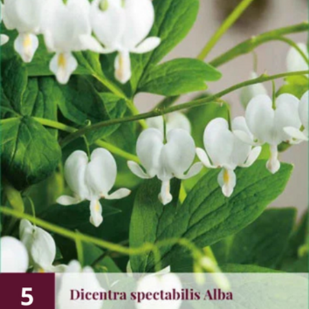 Gebroken Hartje - Wit - 5 Planten - Dicentra Spectabilis Alba - Vaste Planten Kopen?