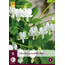 Broken Heart - White - 5 Plants - Dicentra Spectabilis Alba - Buy Perennial Plants?