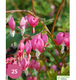 Broken Heart - Rot - 5 Pflanzen - Dicentra Spectabilis - Mehrjährige Pflanzen kaufen?