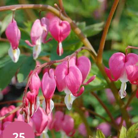 Broken Heart - Rot - 5 Pflanzen - Dicentra Spectabilis - Mehrjährige Pflanzen kaufen?