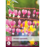 Broken Heart - Red - 5 Plants - Dicentra Spectabilis - Buy Perennial Plants?