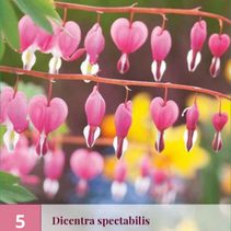 Broken Heart - Red - 5 Plants