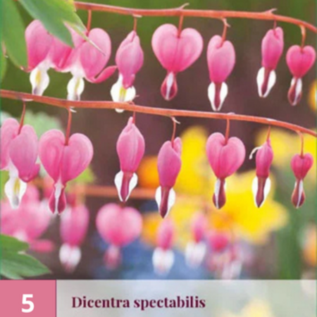 Gebroken Hartje - Rood - 5 Planten - Dicentra Spectabilis - Vaste Planten Kopen?