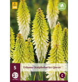 Tritoma - Kniphofia - Eiskönigin - 5 Pflanzen - Sommerblumen - Feuerpfeil-Pflanzen Kaufen?