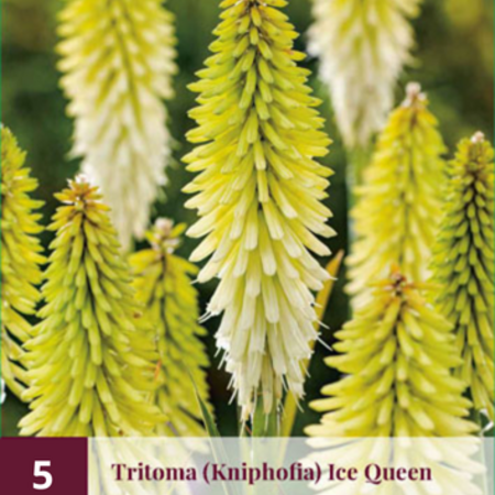 Tritoma - Kniphofia - Ice Queen - 5 Planten - Zomerbloeiers - Vuurpijl Planten Kopen?
