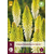 Tritoma - Kniphofia - Eiskönigin - 5 Pflanzen