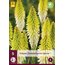 Tritoma - Kniphofia - Eiskönigin - 5 Pflanzen - Sommerblumen - Feuerpfeil-Pflanzen Kaufen?