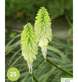 Tritoma - Kniphofia - Ice Queen - 5 Plants - Summer Flowers - Fire Arrow Plants Buy?