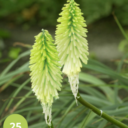 Tritoma - Kniphofia - Eiskönigin - 5 Pflanzen - Sommerblumen - Feuerpfeil-Pflanzen Kaufen?