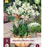 Agapanthus Africanus Albus - 3 Pflanzen - Afrikanische Lilie - Sommerblumen kaufen?