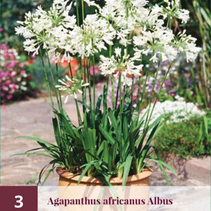 Agapanthus Africanus Albus - 3 Pflanzen