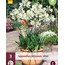 Agapanthus Africanus Albus - 3 Planten - Afrikaanse Lelie - Zomerbloeiers Kopen?