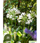 Agapanthus Africanus Albus - 3 Plants - African Lily - Buy Summer Flowers?