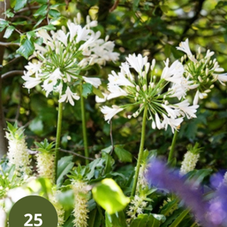 Agapanthus Africanus Albus - 3 Pflanzen - Afrikanische Lilie - Sommerblumen kaufen?