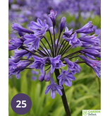 Agapanthus Black Buddhist - 3 Planten - Afrikaanse Lelie - Zomerbloeiers Kopen?