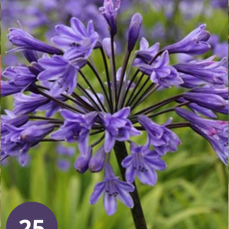 Agapanthus Black Buddhist - 3 Planten - Afrikaanse Lelie - Zomerbloeiers Kopen?