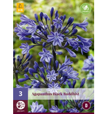 Agapanthus Black Buddhist - 3 Pflanzen - Afrikanische Lilie - Sommerblumen kaufen?