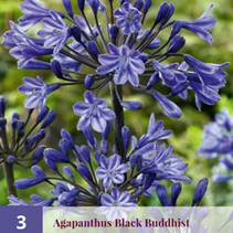 Agapanthus Black Buddhist - 3 Pflanzen