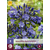 Agapanthus Black Buddhist - 3 Plants