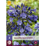Agapanthus Black Buddhist - 3 Planten - Afrikaanse Lelie - Zomerbloeiers Kopen?