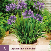 Agapanthus Blue Giant - 3 Planten