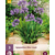 Agapanthus Blauer Riese - 3 Pflanzen