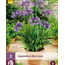 Agapanthus Blue Giant - 3 Pflanzen - Afrikanische Lilie - Sommerblumen kaufen?
