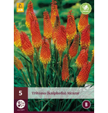 Tritoma - Kniphofia - Alcazar - 5 Plants - Summer Flowers
