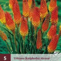 Tritoma - Kniphofia - Alcazar - 5 Plants