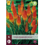 Tritoma - Kniphofia - Alcazar - 5 Planten - Zomerbloeiers - Vuurpijl Planten