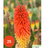 Tritoma - Kniphofia - Alcazar - 5 Pflanzen - Sommerblumen - Feuerpfeil-Pflanzen
