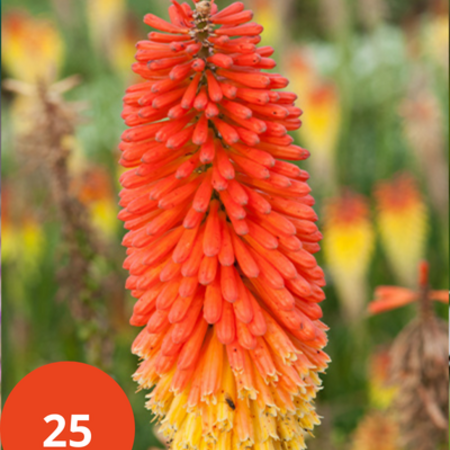 Tritoma - Kniphofia - Alcazar - 5 Pflanzen - Sommerblumen - Feuerpfeil-Pflanzen