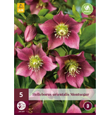 Helleborus Orientalis Montsegur - 5 Planten - Kerstroos - Winterharde Planten Kopen?