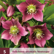 Helleborus orientalis Montsegur - 5 Pflanzen