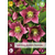 Helleborus Orientalis Montsegur - 5 Planten