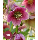 Helleborus Orientalis Montsegur - 5 Pflanzen - Christrose - Winterharte Pflanzen Kaufen?