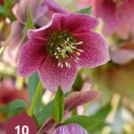 Helleborus Orientalis Montsegur - 5 Pflanzen - Christrose - Winterharte Pflanzen Kaufen?